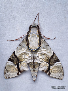 Sphinx moth (Megacorma obliqua) - P3137780
