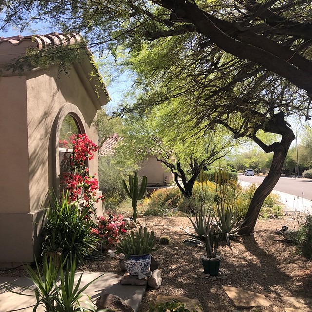 Trees and Nancy's plantings, front yard on Pine Valley Drive, Scottsdale, Arizona