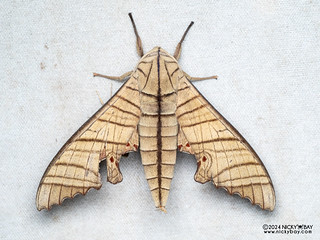 Sphinx moth (Marumba tigrina) - P3103024