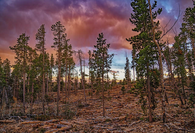 Harvested Forest in Medicine Bow National Forest - Wyoming