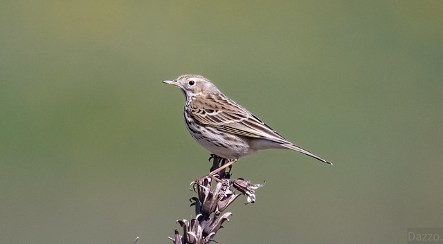 Meadow pipit.