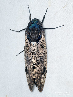 Leopard moth (Xyleutes strix) - P3137476