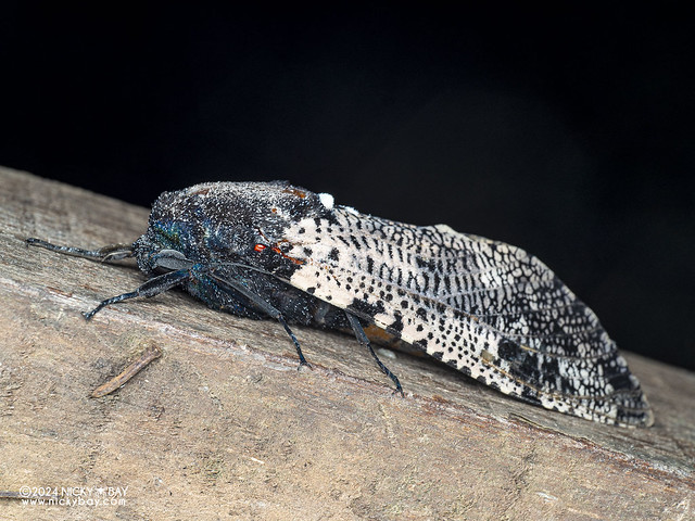 Leopard moth (Xyleutes strix) - P3125534