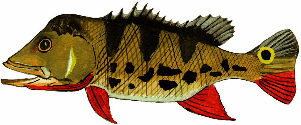 Rainbow Bass (Cichla monoculus)