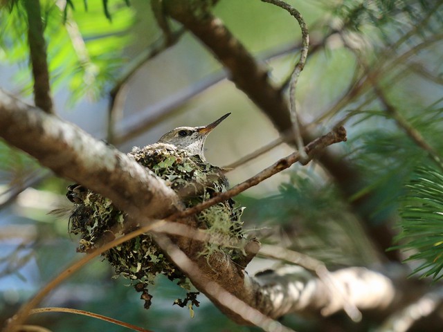 Anna's Hummingbird nest
