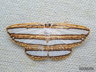 Hooktip moth (Drapetodes matulata) - P3137686