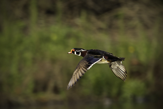 Wood Duck (Aix sponsa) at Whelan Lake (4/6/2024)