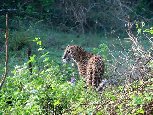 Sri Lankan leopard.
