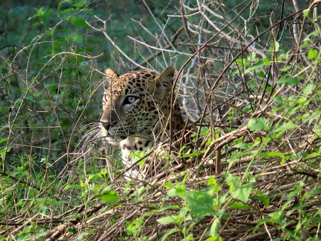 Sri Lankan leopard.