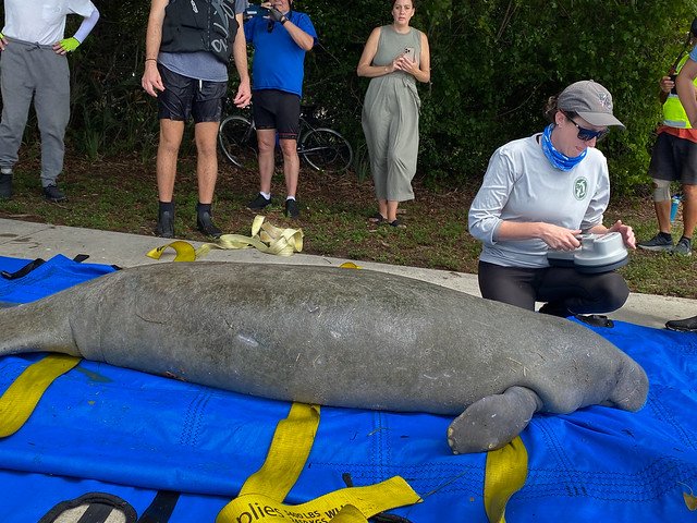 The male manatee was originally rescued on October 2021 in the Weeki Wachee River as a juvenile.  He was rehabbed at ZooTampa and released back to Weeki Wachee River in August 2022 .