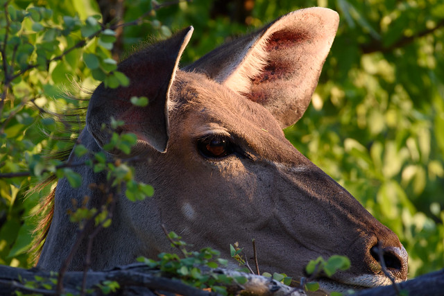 Greater kudu – Tragelaphus strepsiceros