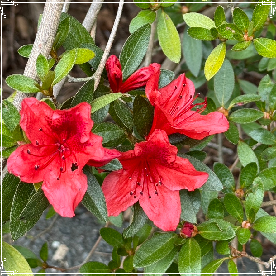 Asian Rhododendron