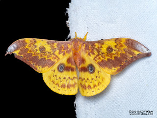 Emperor moth (Lemaireia loepoides) - P3137750
