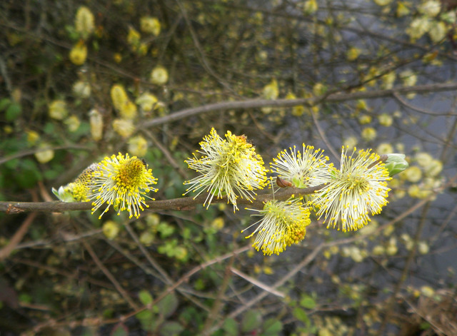 Willow flowers
