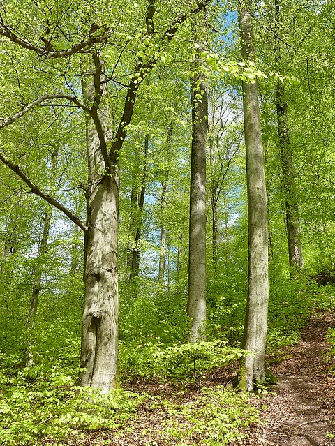 Ein austreibender Rotbuchenwald