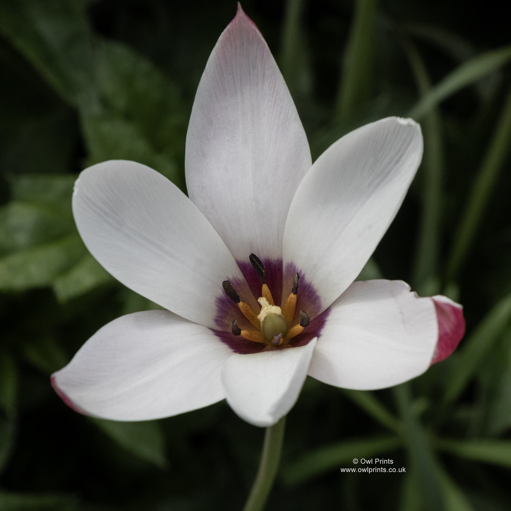 Tulipa 'Peppermintstick'