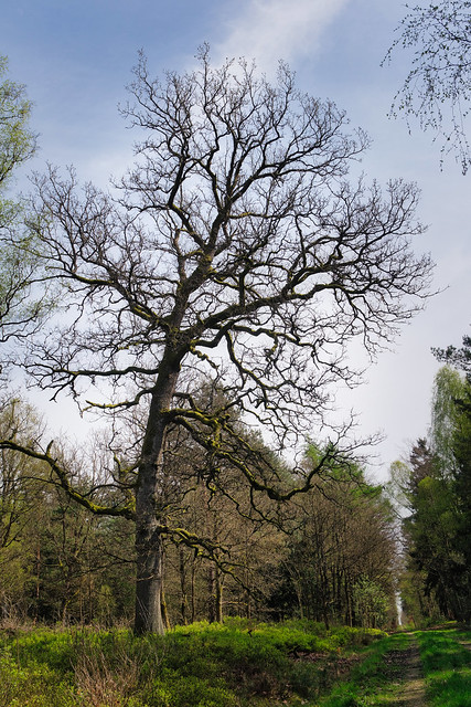 Trees in Göhrde