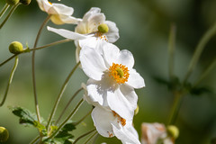 White anemone flowers and yellow background - Autumn flora at Mayfield Garden