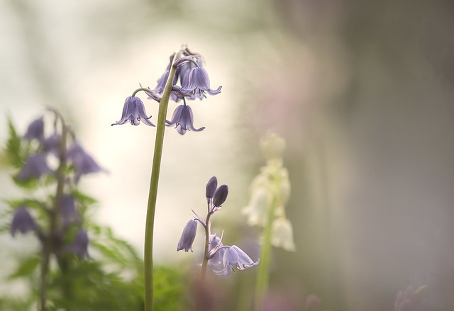 In the bluebell wood