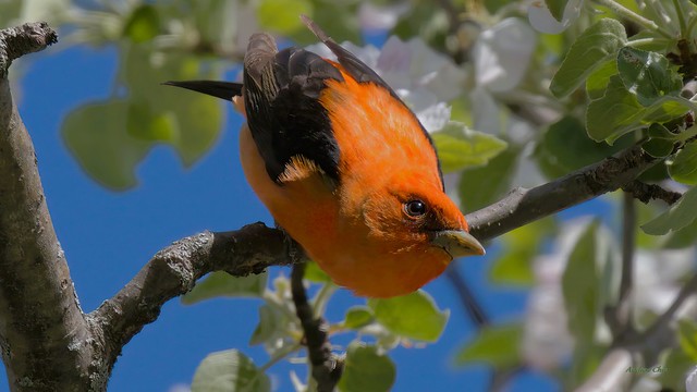 Piranga écarlate - Scarlet Tanager (Orange)