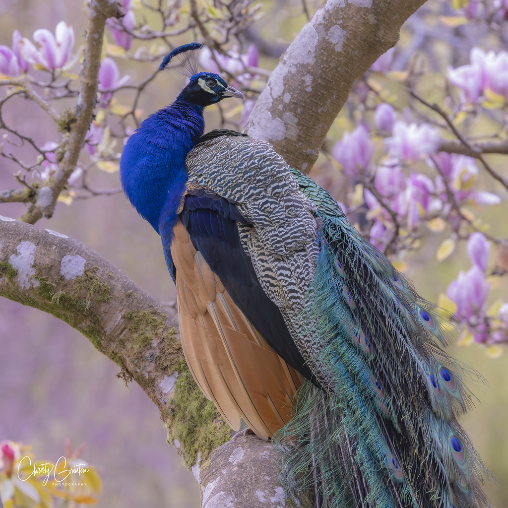 Peacock in Magnolia