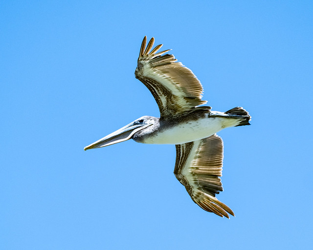 Galápagos Brown Pelican, MacKerricher State Park 4/15/24