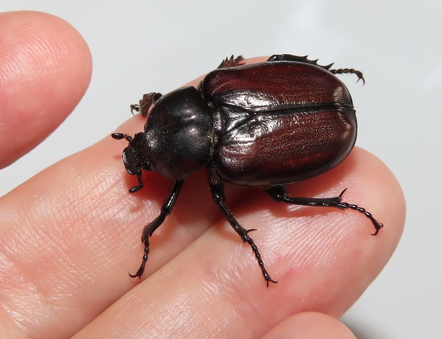 Hermit beetle