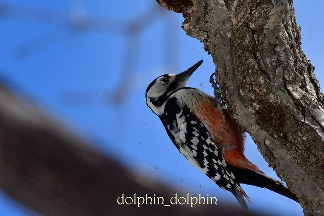 White-backed woodpecker