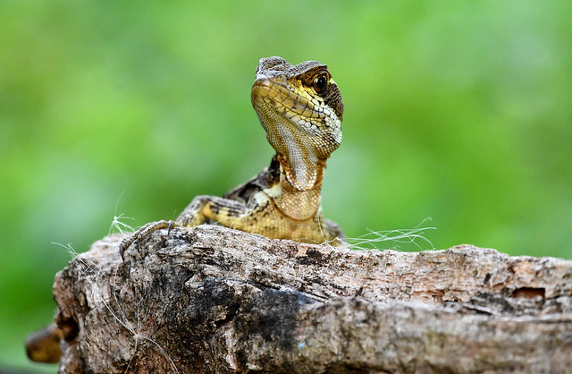 'Jesus Christ Lizard' or Brown Basilisk (Basiliscus vittatus) or Yellow-striped Basilisk