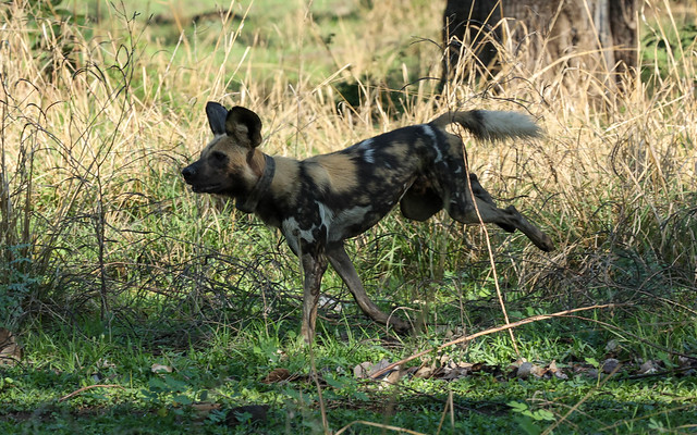 African Wild Dog running
