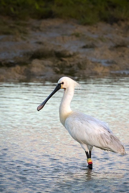 Spoonbill eyeballing me because I was talking about his mother.