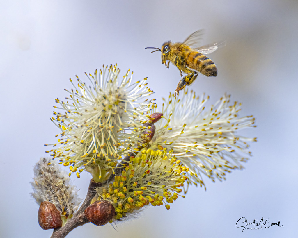 Honeybee on Pussy willow