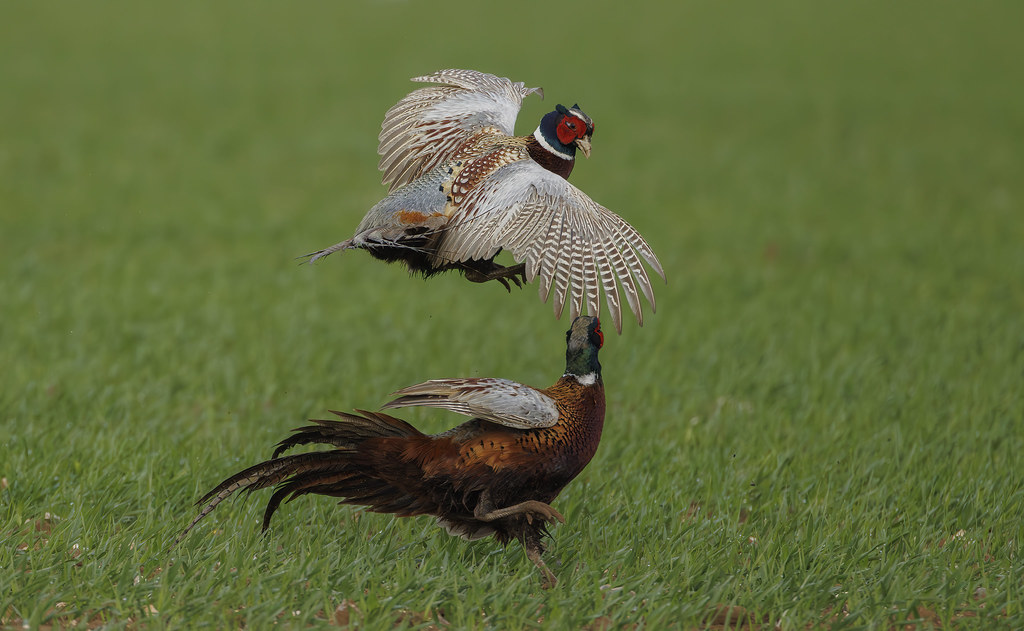 Pheasant fight