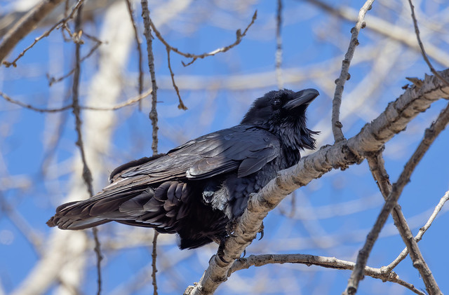 Grand Corbeau / Corvus corax / Common Raven
