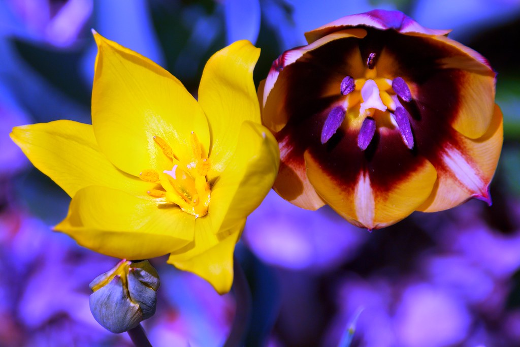 Toronto Ontario ~ Canada ~ Edwards Botanical Gardens ~  Yellow  & Gold  Tulips