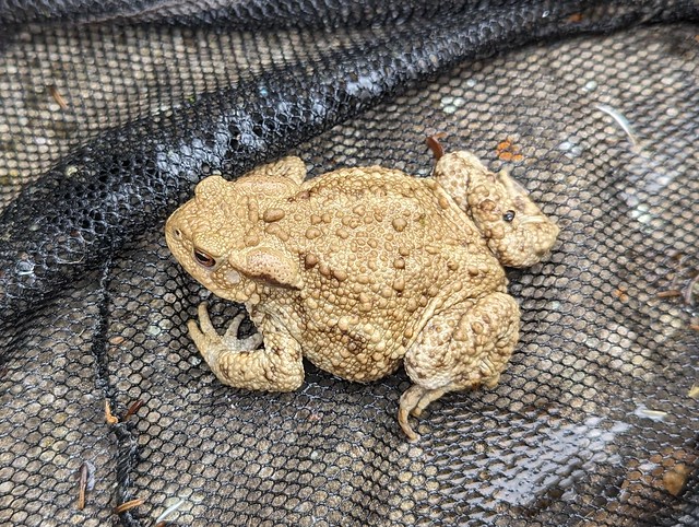 another toad