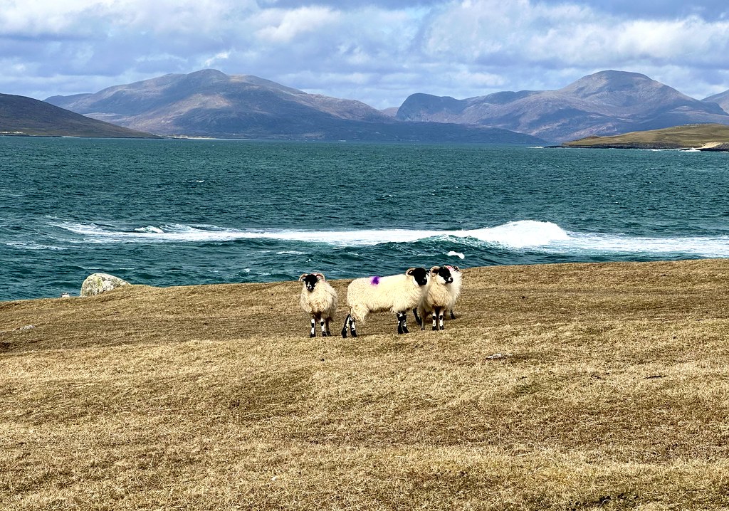 Ewe’s with a view!