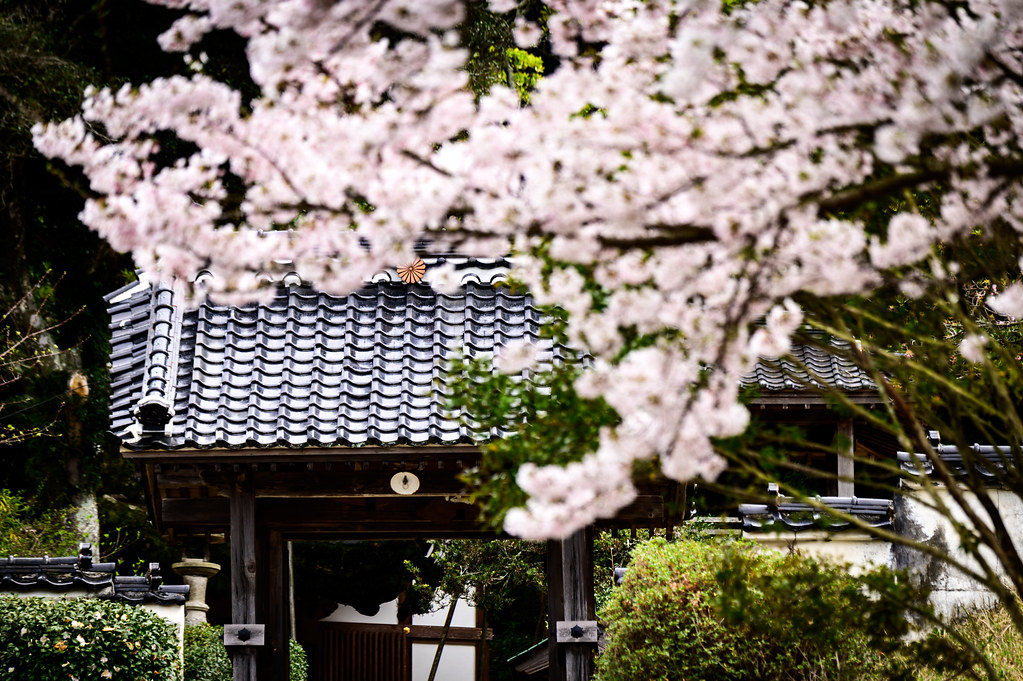 山門前の桜ーCherry blossoms at the temple entrance