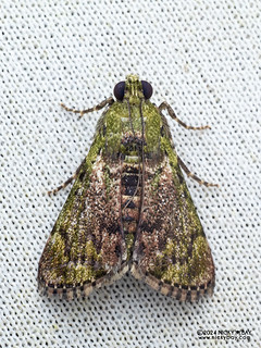 Snouth moth (Teliphasa sp.) - P3115161