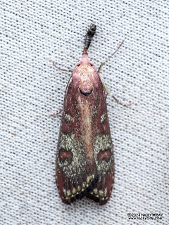 Snout moth (Lamoria sp.) - P3115053