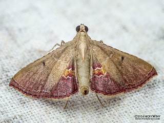 Snout moth (Endotricha sp.) - P3114066