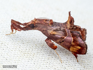 Snout moth (Sacada sp.) - P3092418