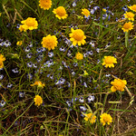 Downingia bicornuta Jepson Prairie Preserve, Solano County, California