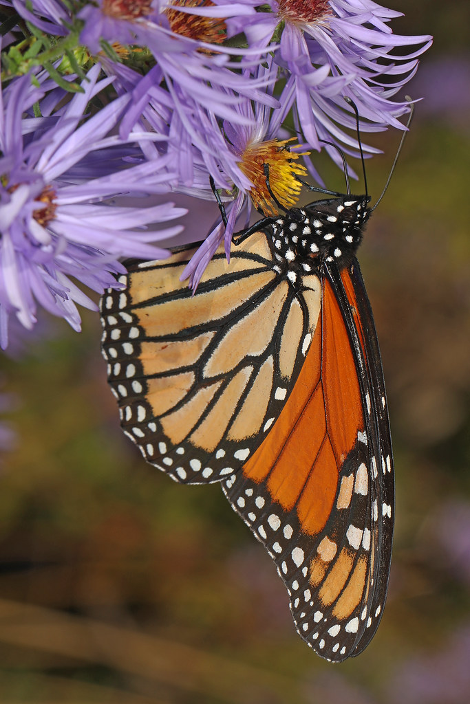 Monarch- Danaus plexippus, Rippon Lodge, Woodbridge, Virginia, October 28, 2023