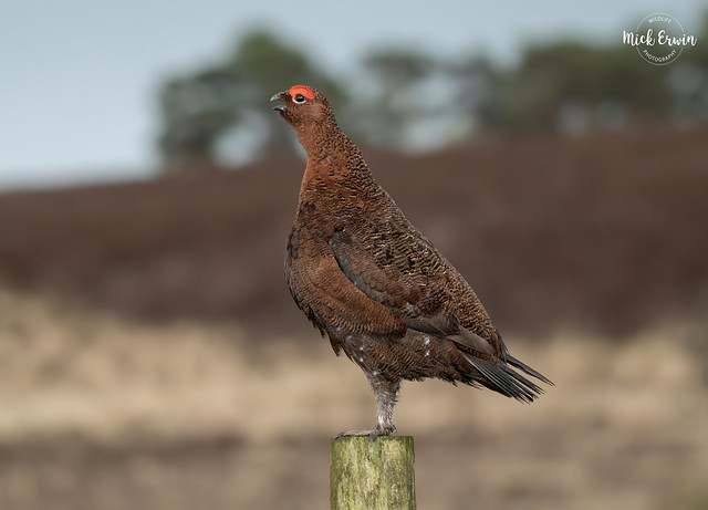 Calling Red Grouse