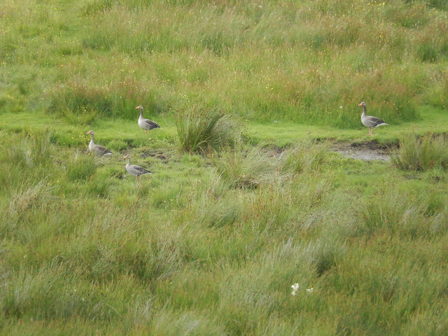 Four greylag geese in a field