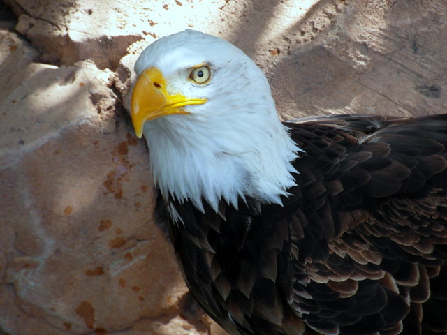 tenerife eagle