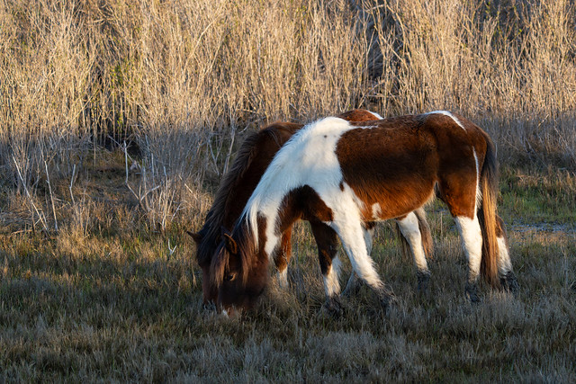 Wild Horses in Maryland