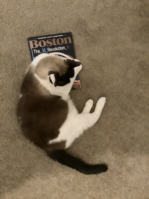 BOSTON MAGAZINE BUT MY CAT IS NOT AI.