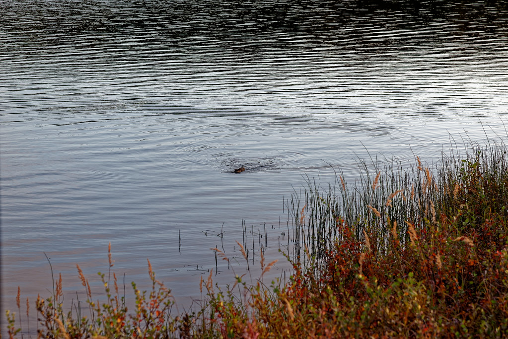 A Muskrat “Enjoying” a Morning Swim on a Nearby Kettle Pond in Denali National Park & Preserve